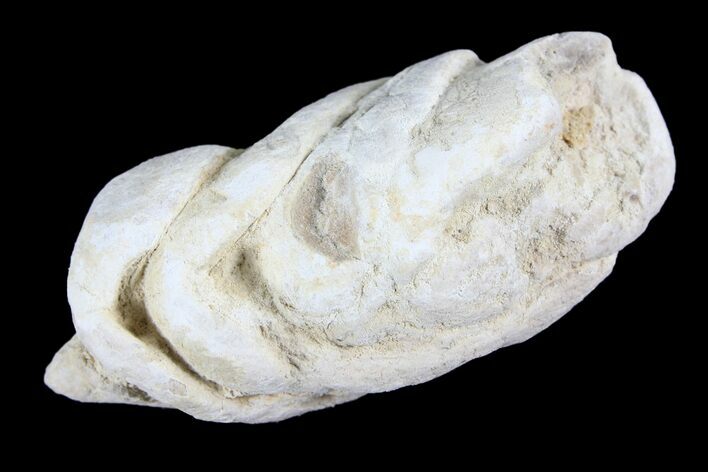 Cretaceous Fish Coprolite (Fossil Poop) - Kansas #93779